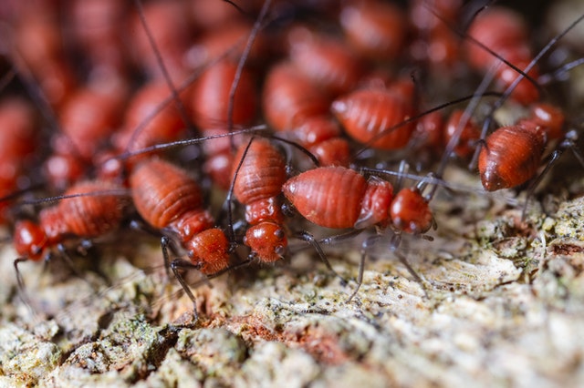 How to Get Rid of Drywood Termites in Your Home